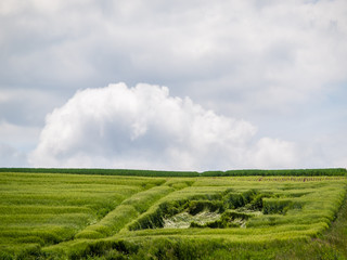 Niedergedrücktes Gerstenfeld