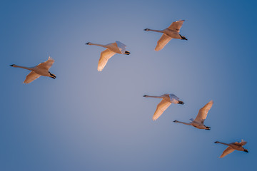 Six White Trumpeter Swans flying in formation with a blue-sky background