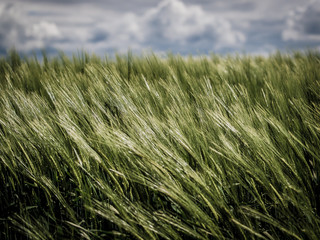 Gerstenfeld im Frühjahr