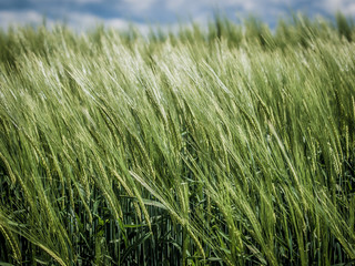 Gerstenfeld im Frühjahr