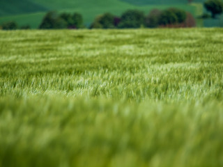 Gerstenfeld im Frühjahr