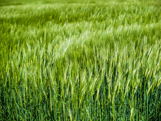 Gerstenfeld im Frühjahr