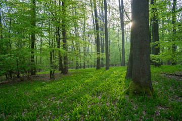 Świetlista dąbrowa, wiosenny las