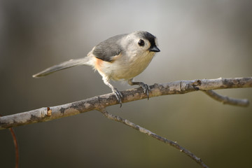 titmouse