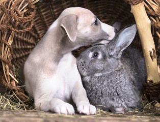 Puppy whippet and rabbit small
