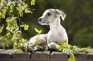 Puppy whippet among blooming cherry tree branches in the garden
