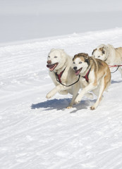 Sled Dogs Racing