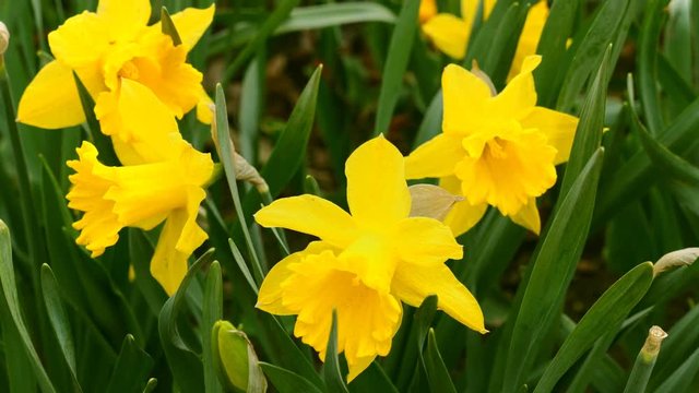Close up of yellow daffodils (narcissus) flowering in spring sunshine. UltraHD stock footage.