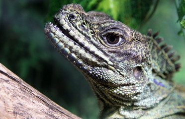 Fototapeta premium Portrait of Weber's sailfin lizard (Hydrosaurus weberi), endemic to Halmahera and Ternate Islands of Maluku