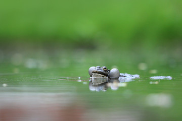 Frog in water