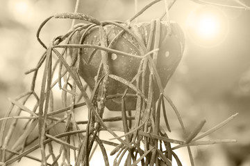 Pots hanging ivy