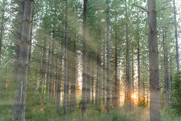 Fototapeta na wymiar Sunlight Shinning Through the Trees