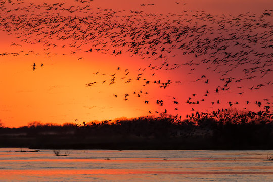 Sandhill Cranes Flying Over The Platte River - Silouette At Sunset