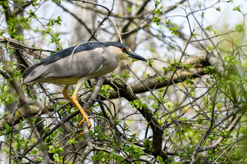Black-crowned Night Heron Perched in Trees