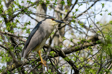 Black-crowned Night Heron Perched in Tree