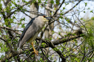 Black-crowned Night Heron Perched in Tree