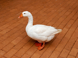 White Goose in Zoo