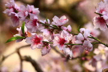 Fototapeta premium Beautiful peach blossom