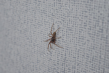 Spinne
