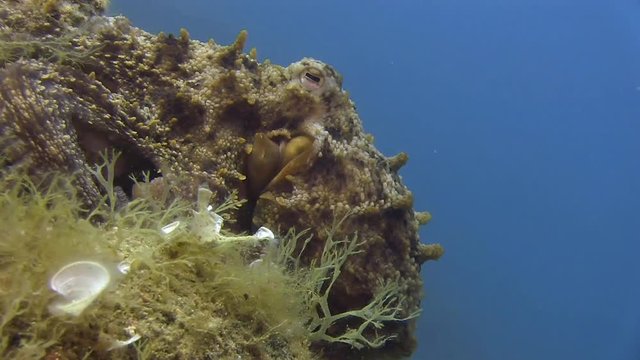 Costa Brava, diving the Mediterranean sea, Octopus, Spain