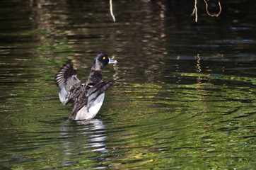 Ring-Necked Duck Stretching Its Wings on the Water