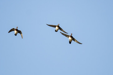 Wood Ducks Flying in a Blue Sky