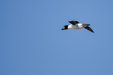 Fototapeta na wymiar Common Goldeneye Flying in a Blue Sky