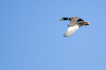 Mallard Duck Flying in a Blue Sky