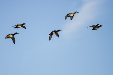Small Flock of Ring-Necked Ducks Flying in a Blue Sky