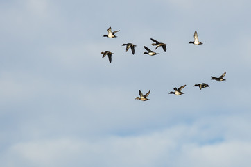 Flock of Ring-Necked Ducks Flying in a Blue Sky