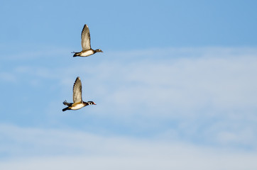 Pair of Wood Ducks Flying in a Blue Sky