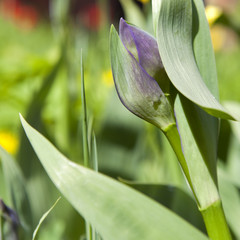 the Buds of purple iris in spring grass.