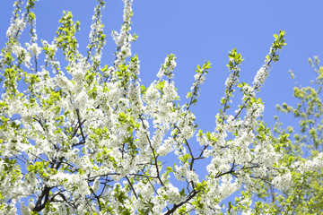 Malus domestica. Apple Tree blossom against blue cloudy sky