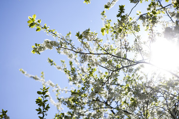 Malus domestica. Apple Tree blossom against blue cloudy sky