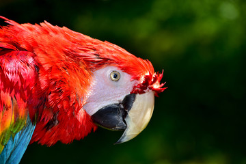 Beautiful Scarlet Macaw Parrot