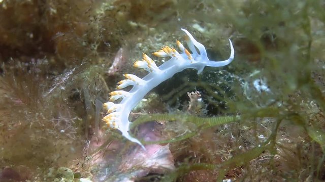 Costa Brava, diving the Mediterranean sea, Nudibranch, Spain