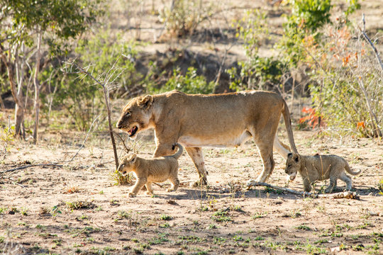 Walking Lion Family
