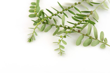 Seed-under-leaf (Phyllanthus amarus Schumach. & Thonn.)