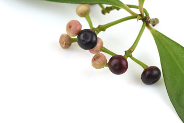 Ardisia polycephala Wall., Fruits have medicinal properties.