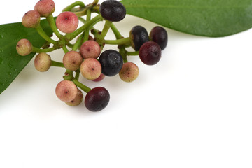 Ardisia polycephala Wall., Fruits have medicinal properties.