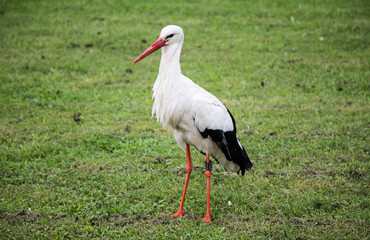 Fototapeta premium Stork