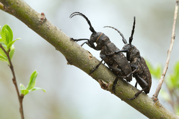 Mating weaver beetles, lamia textor on willow twig