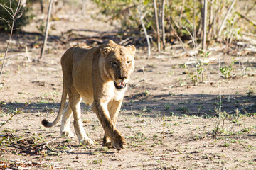 Walking Lion, South Africa