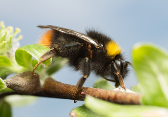 Early bumble bee, Bombus pratorum on with larva of the violet oil beetle, Meloe violaceus
