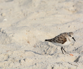 A sanderling (calidris alba) on Indian Rocks beach of the Gulf of Mexico in Florida.