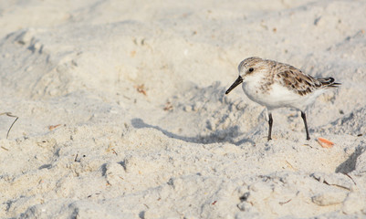 A sanderling (calidris alba) on Indian Rocks beach of the Gulf of Mexico in Florida.
