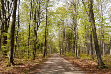 Droga w lesie na wiosnę w słońcu