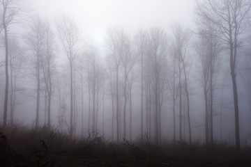 Fototapeta na wymiar Drzewa we mgle w mglisy dzień