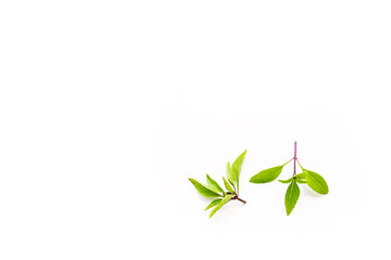 Fresh branches with leaves of organic thai basil seen from above isolated on a white background