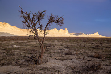 Fototapeta na wymiar Dry saxaul in the desert on background of peaked white rocks, Boszhira canyon, plateau Ustyurt, Kazakhstan